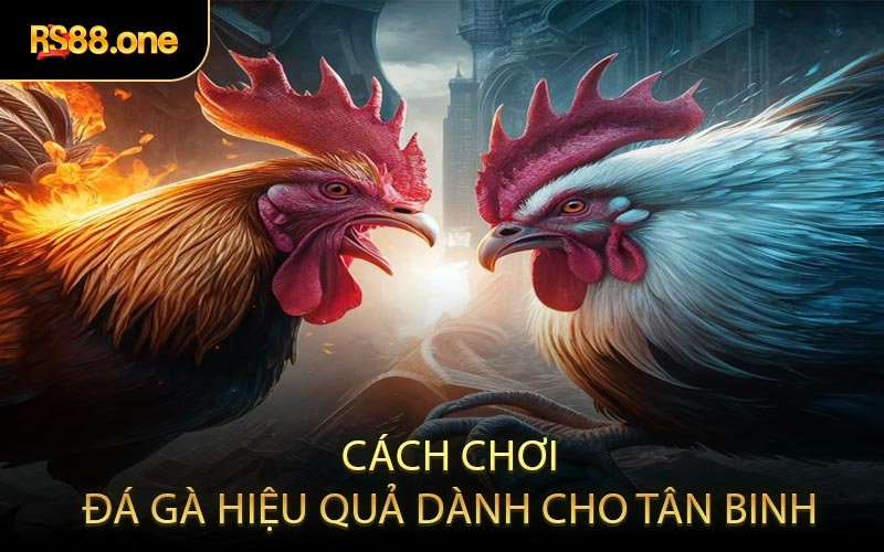 Cách chơi đá gà hiệu quả dành cho tân binh